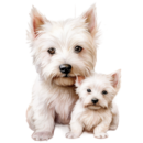 Kin Westie Breeders | Cute westies for sale